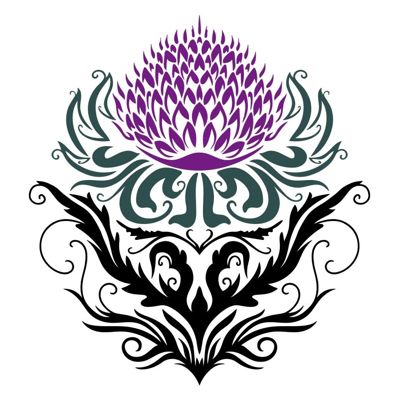 Chardon pourpre Chardon