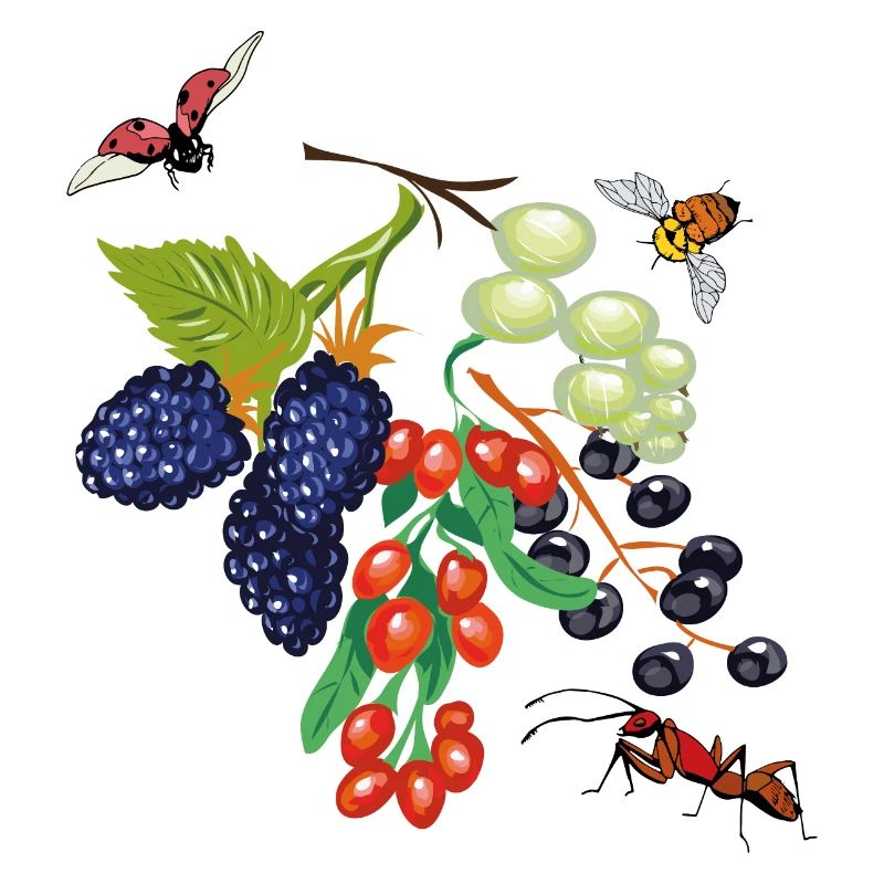 Fruits avec des insectes
