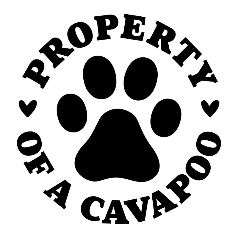 Eigentum eines Cavapoo