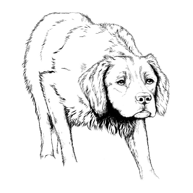 Breton pointing dog