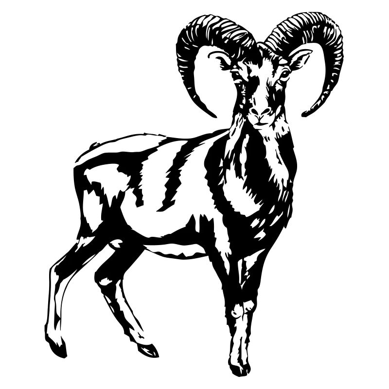 Mouflon