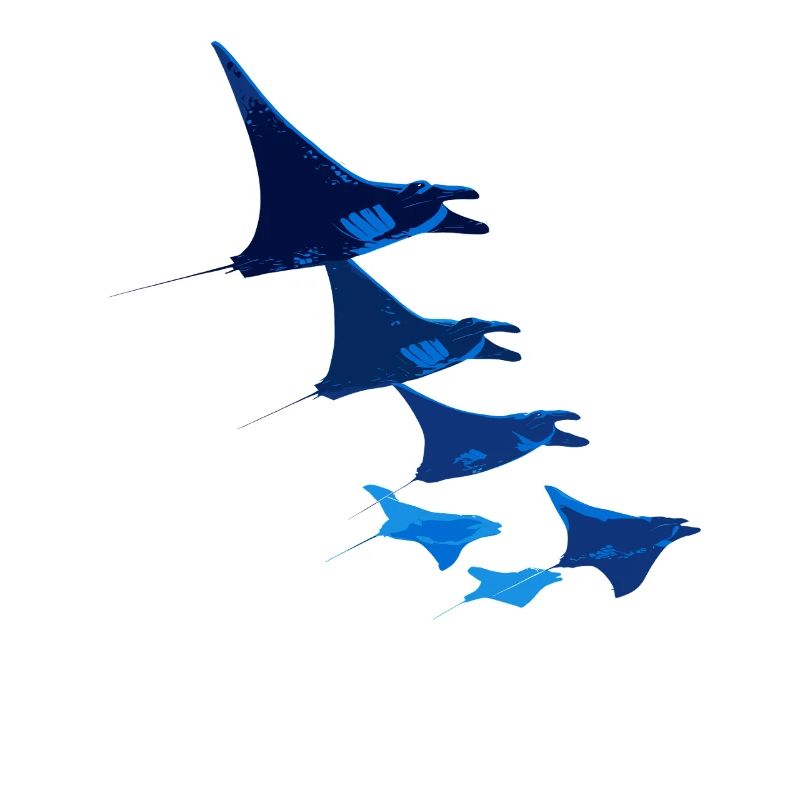 Manta Rochen Teufelsrochen Stachelrochen Taucher