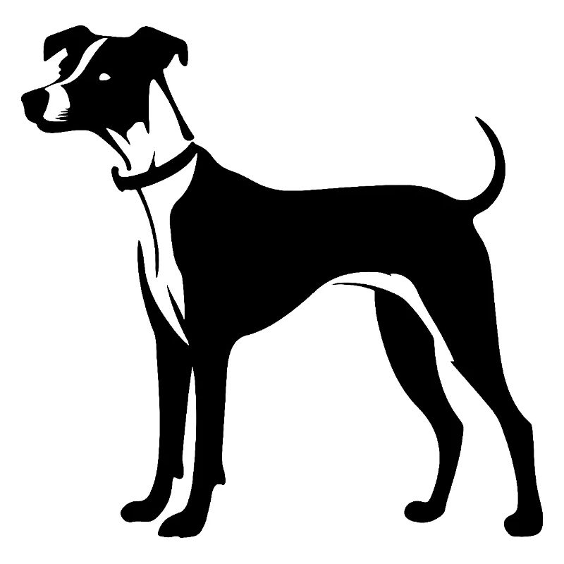 Whippet Hund