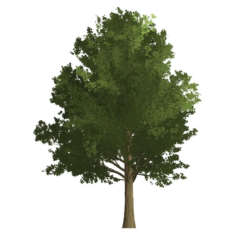 Tree French maple, colored, green