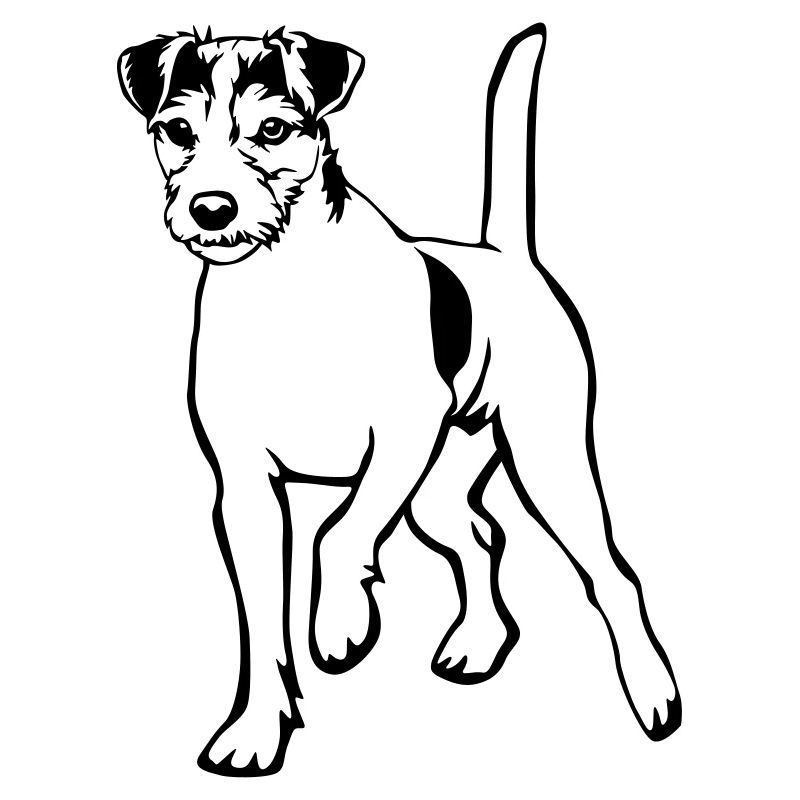Parson Russell Terrier