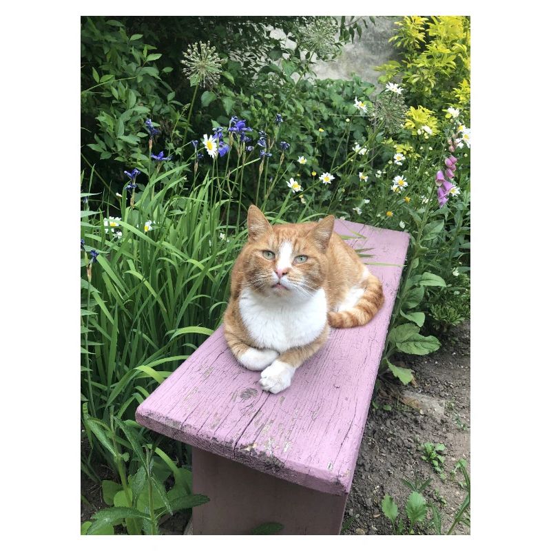 Chat Rouge Chat Mignon Petit Tigre Fleurs