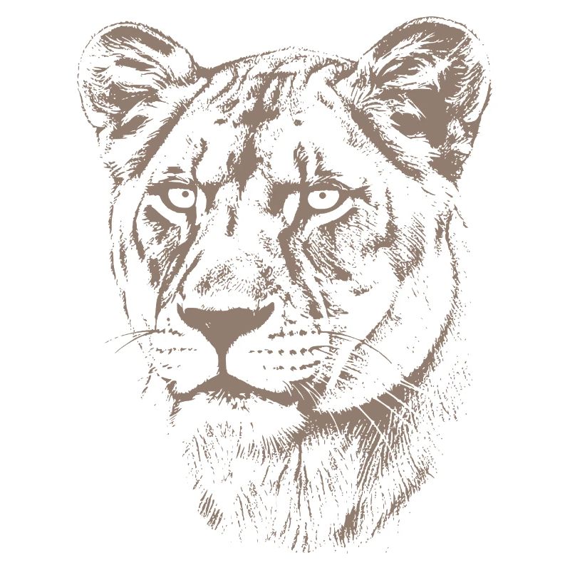 Lioness Illustration