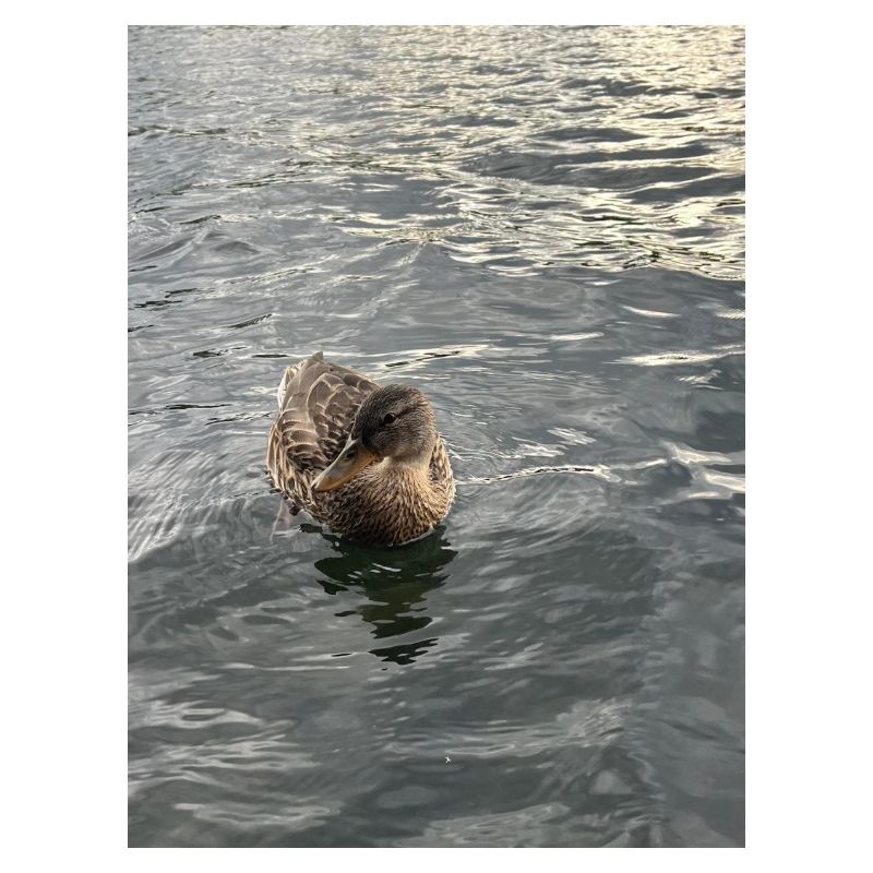 Ente auf ruhigem Wasser