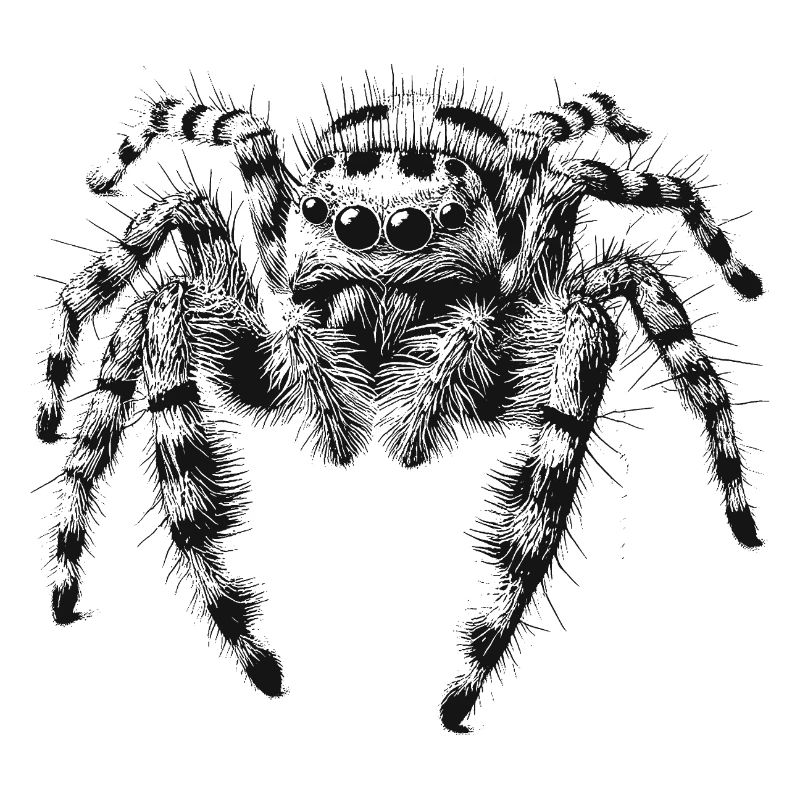 Jumping spider
