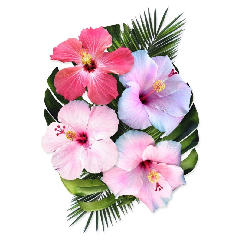 AD Hibiscus