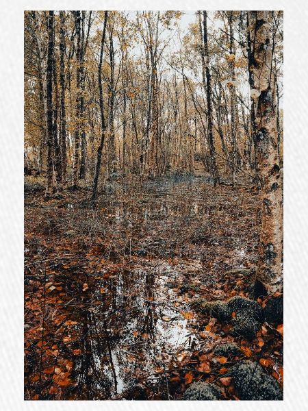 Wald