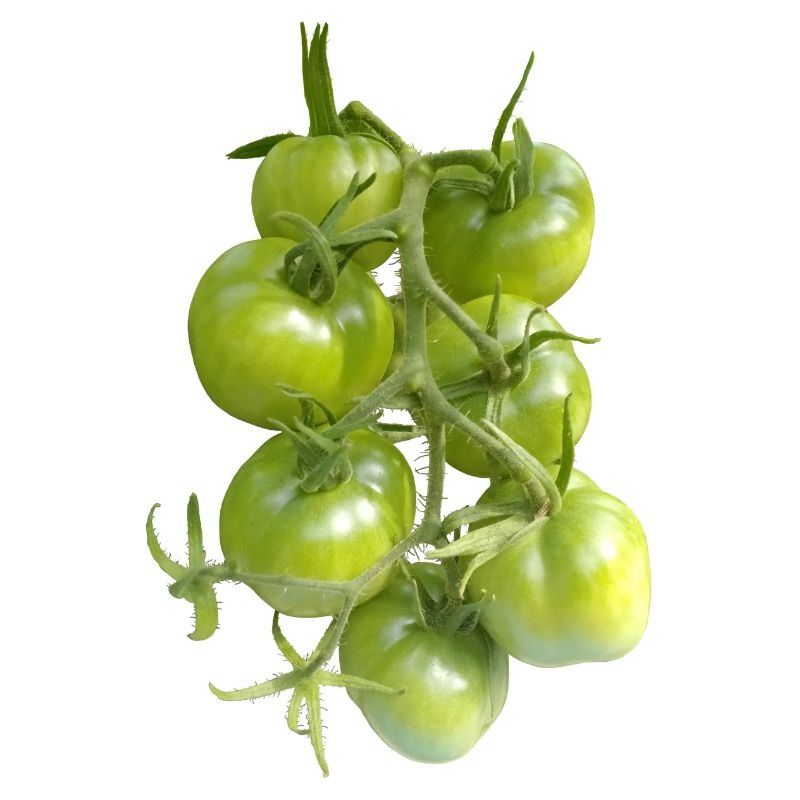 Tomates vertes sur la vigne
