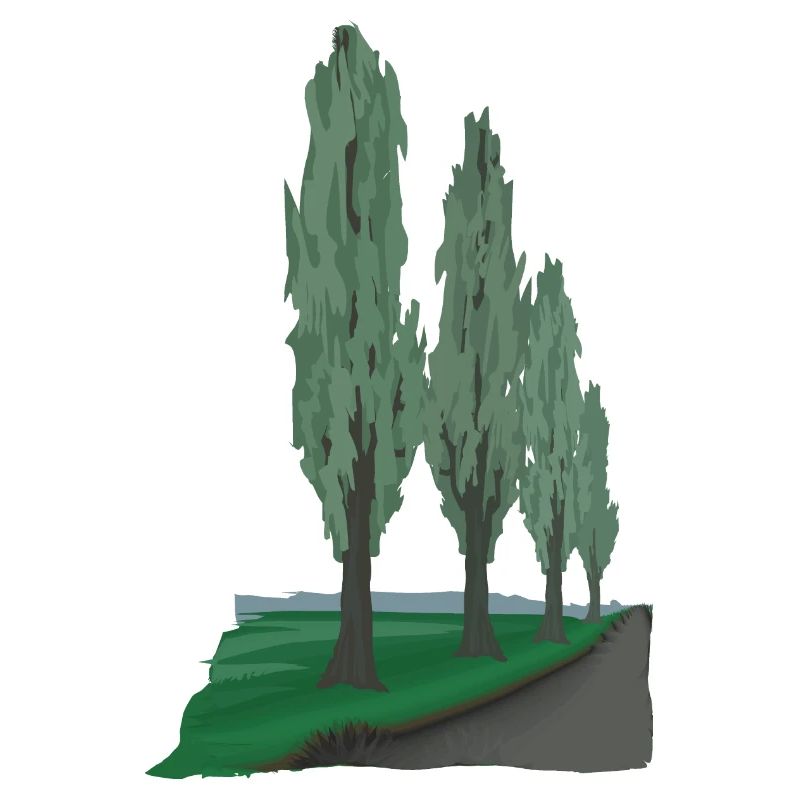 Avenue Poplar | Peuplier