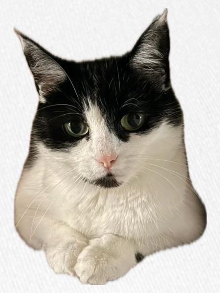 super cute kitty cat