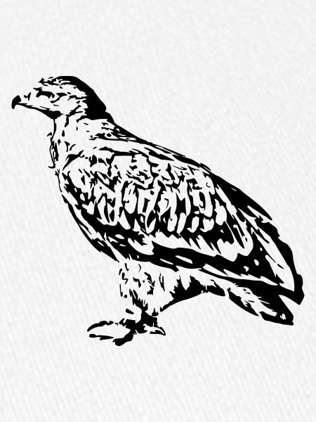 Falken Vogel Vögel