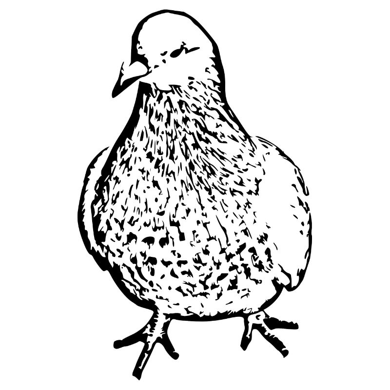 Observation des oiseaux noirs