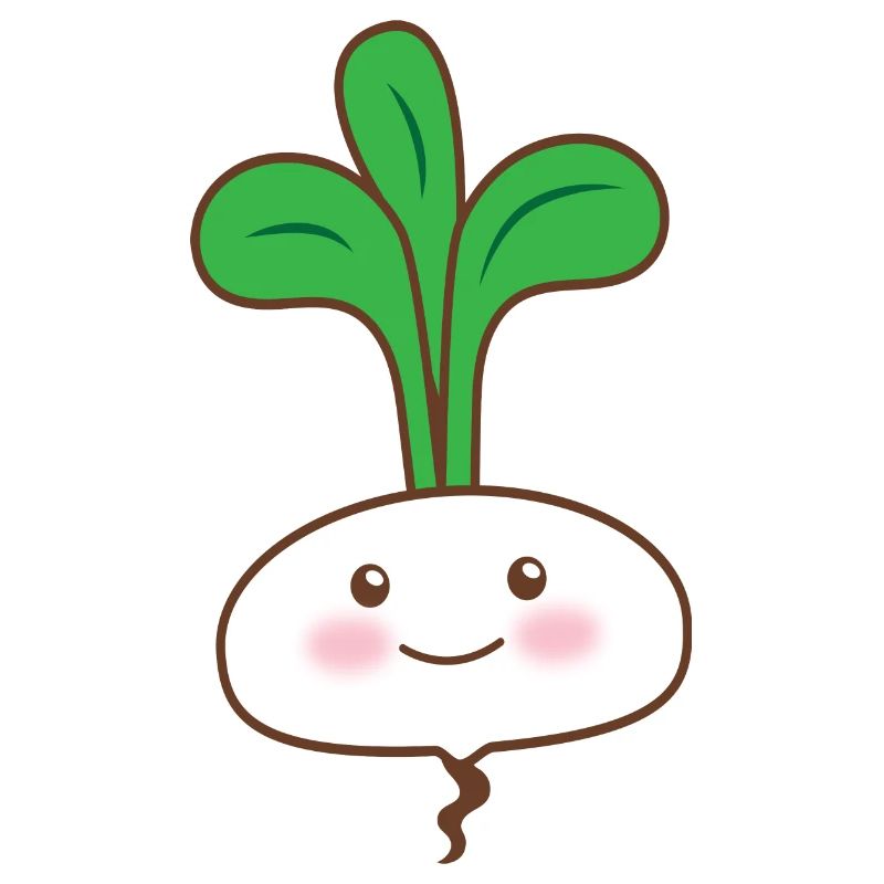 Single white turnip vegetable