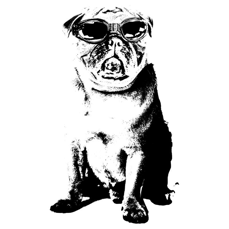 Mops mit Sonnenbrille