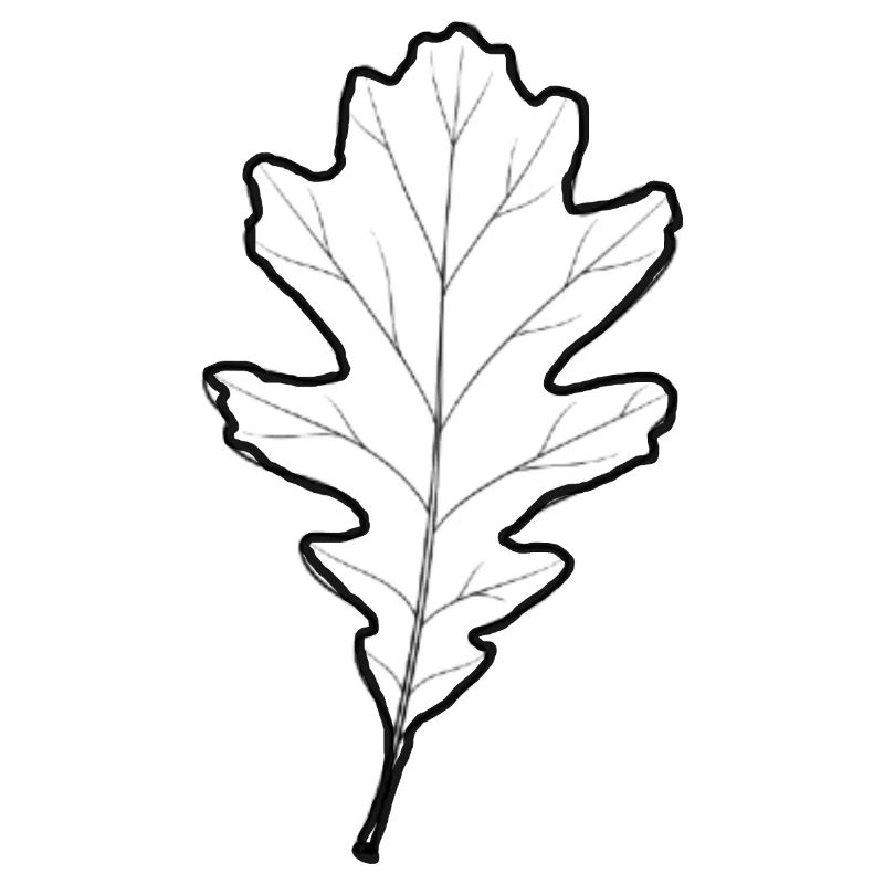 LiGu-Design - Eichenblatt Umriss 