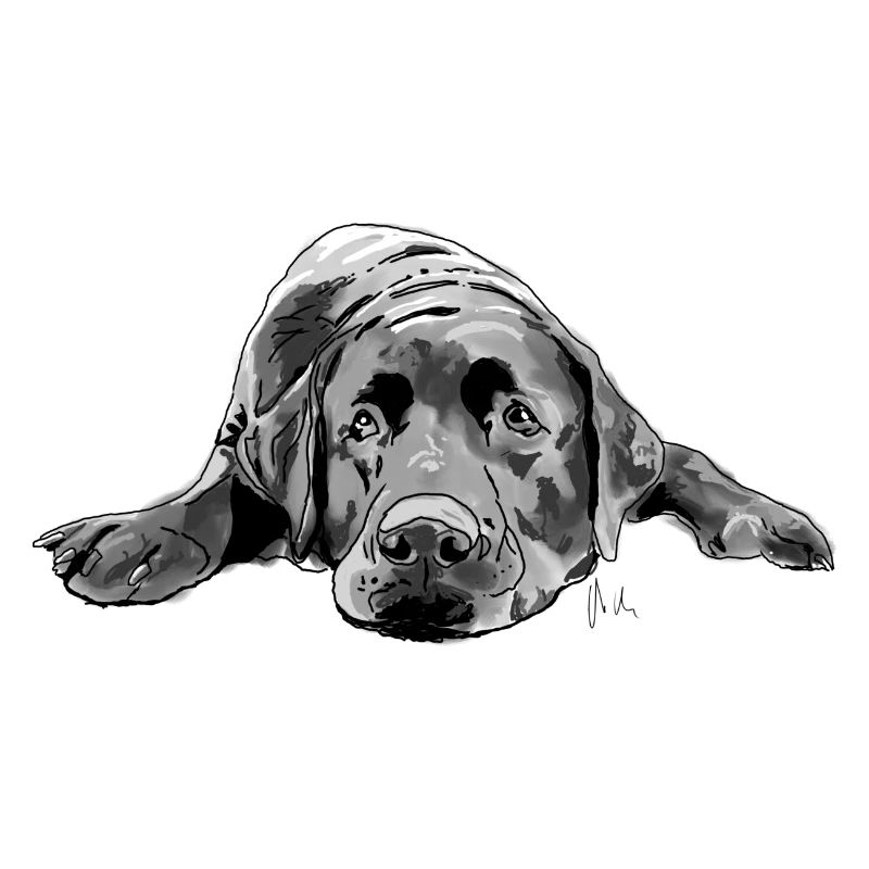 Labrador