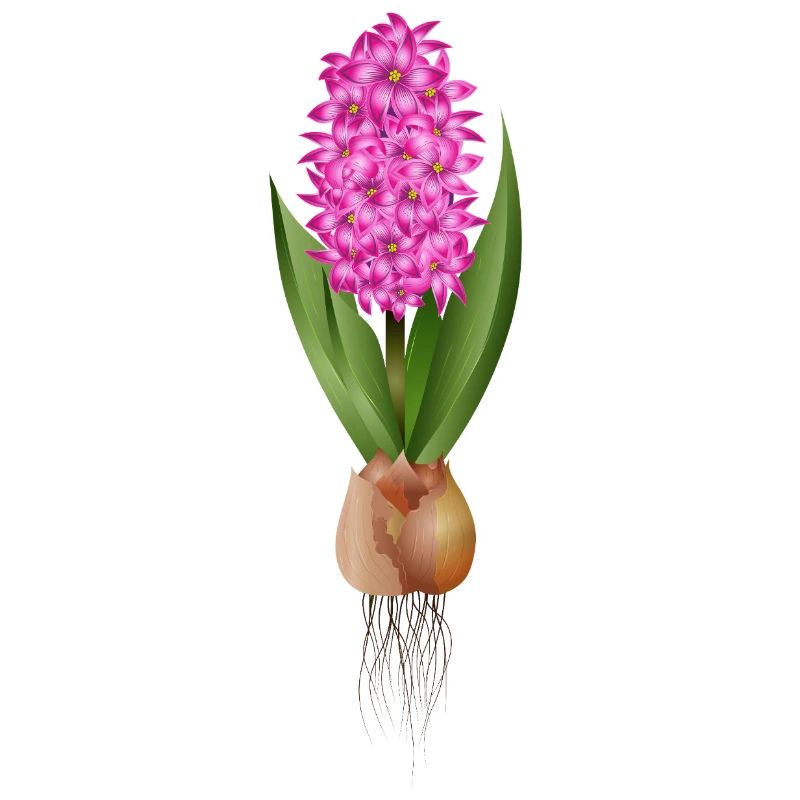 Jacinthe rouge – fleurs fortes avec bulbe