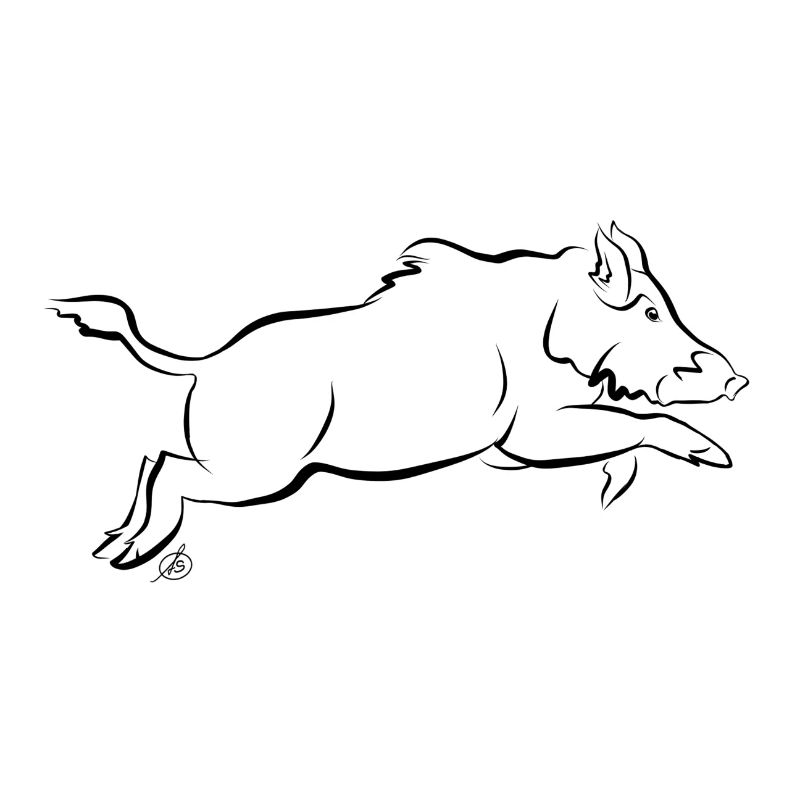 Wildschwein im Sprung