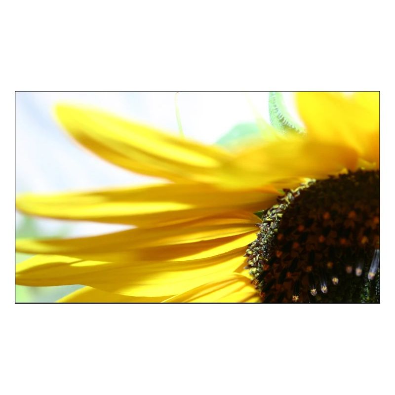 Sonnenblume
