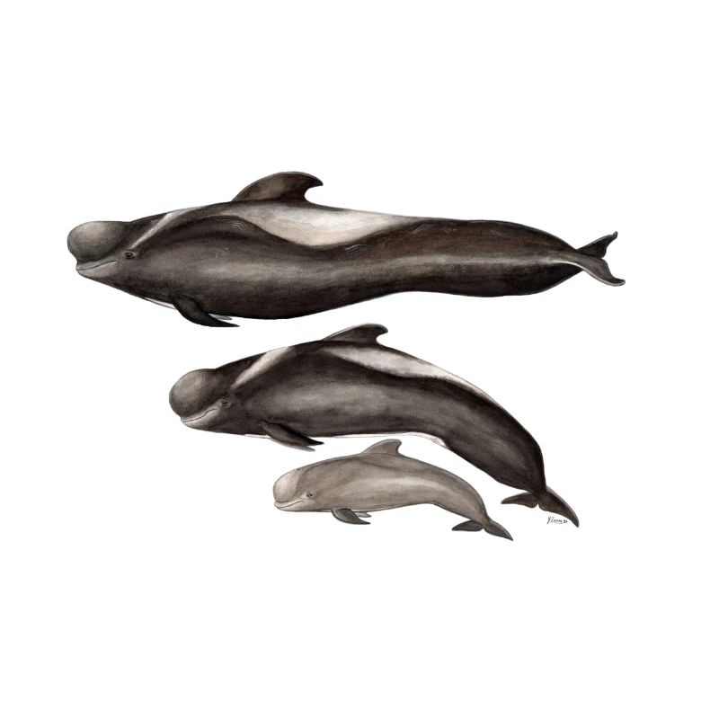 Grindwal - gerippte - globicéphale