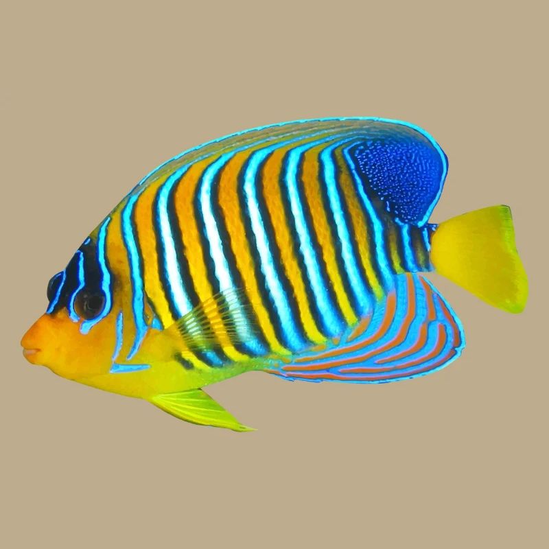 Fisch