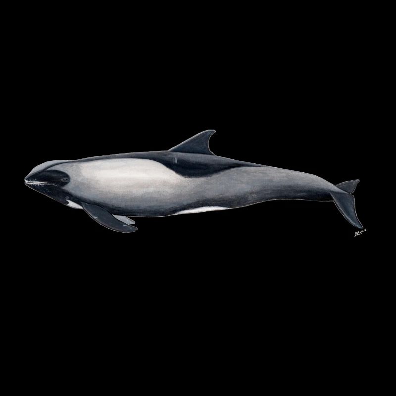 melon tête Dolphin - Peponocephala electra