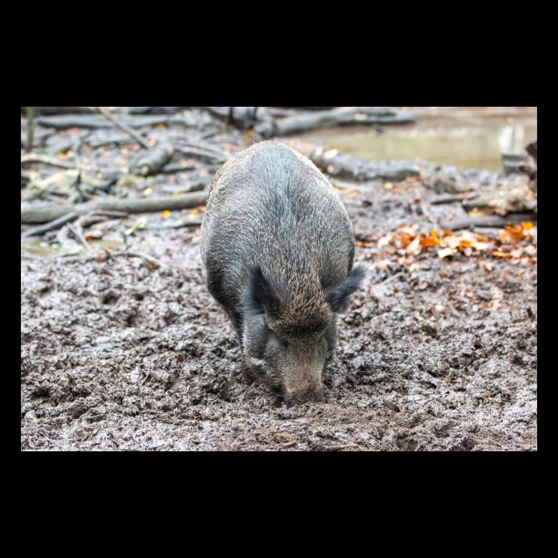 Wildschwein Sus scrofa
