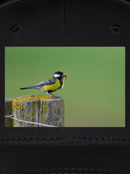 Great Tit Feeding Chicks