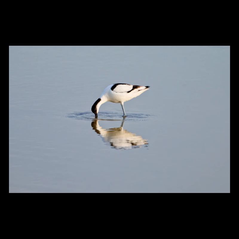 Avocets Hunting