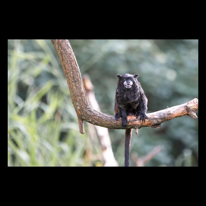 Schwarzmanteltamarin Schwarzrückentamarin