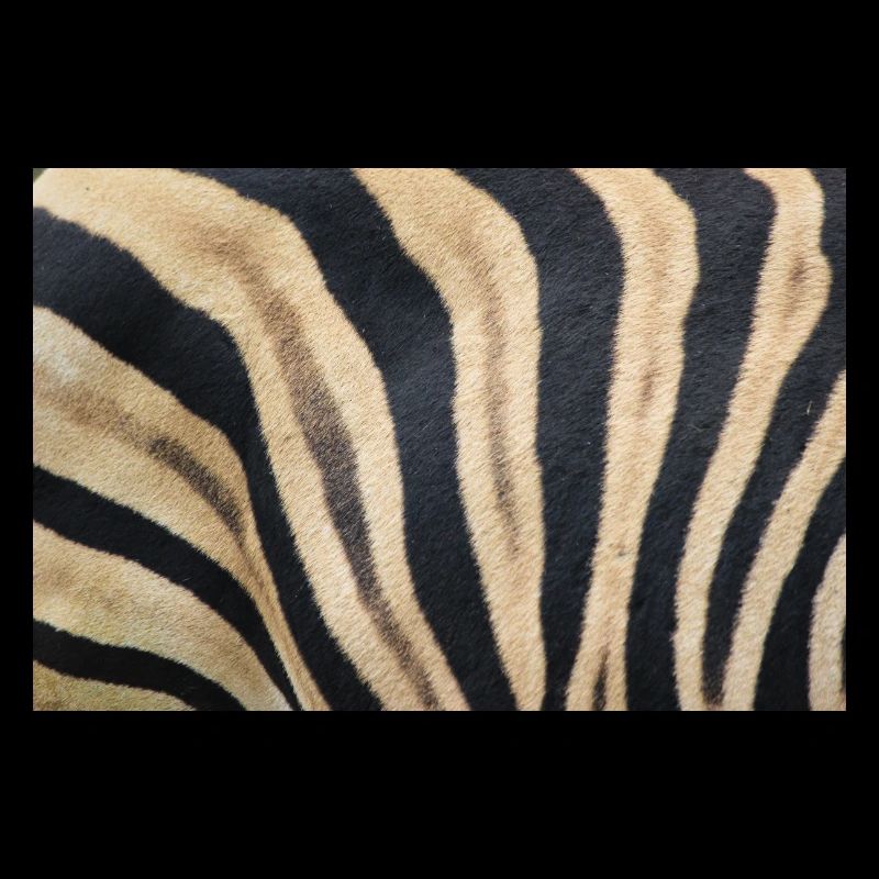 Zebra (in german Zebra or Zebras) Hippotigris