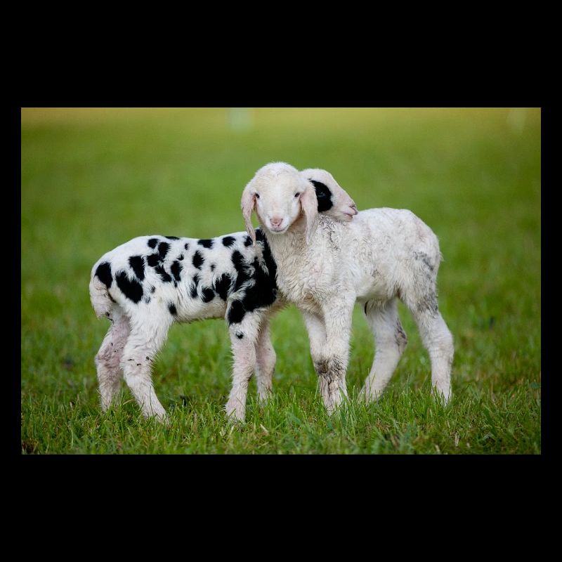 Lambs Black & White