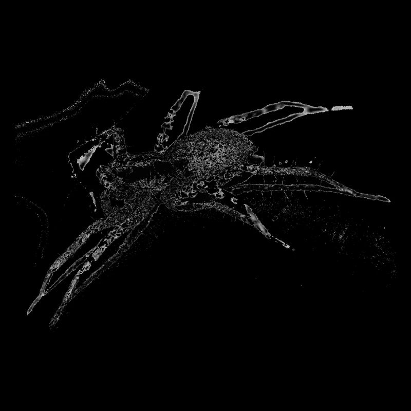 Araignée, A731400