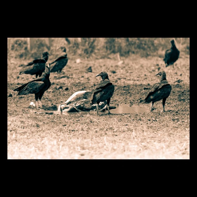 Vultures