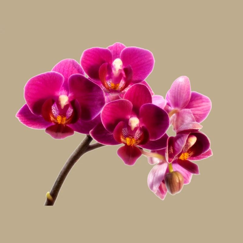 Orchidee Dunkellila