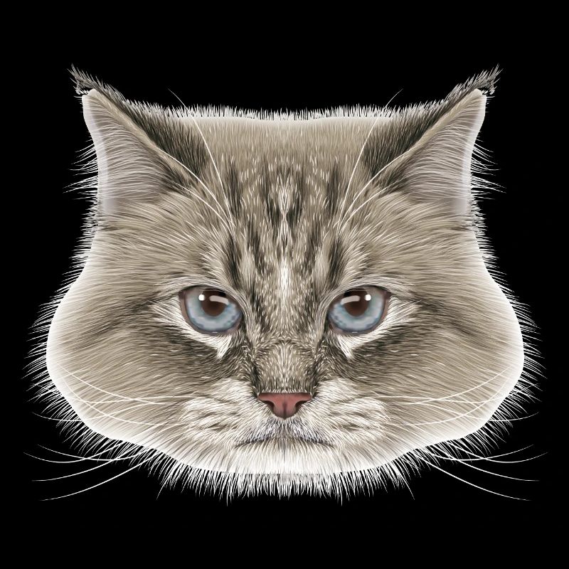 Sibirische Katze 