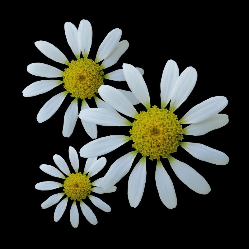 fleurs épanouies, bloom blanc, floral, fleuri, nature