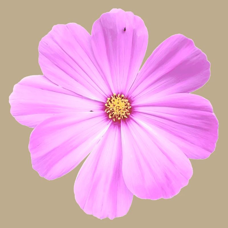 fiore