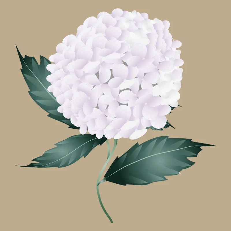 White hydrangea blossom – elegance and lightness