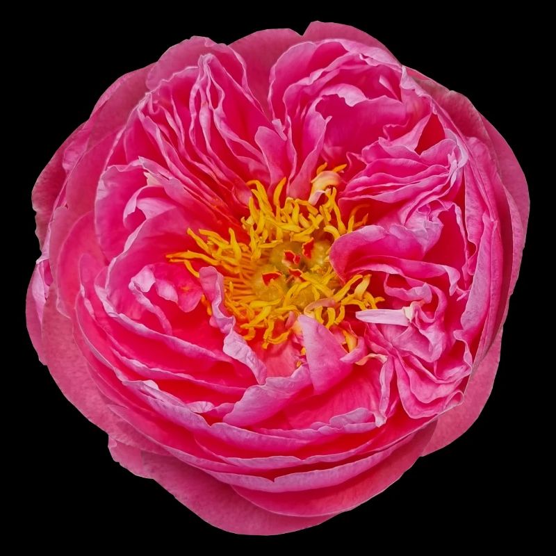 pink Blüte Blume Einzelblüte Blütentraum