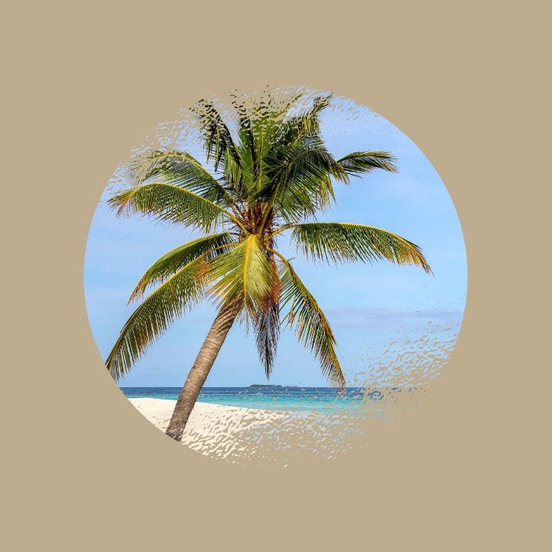Maldives palm tree