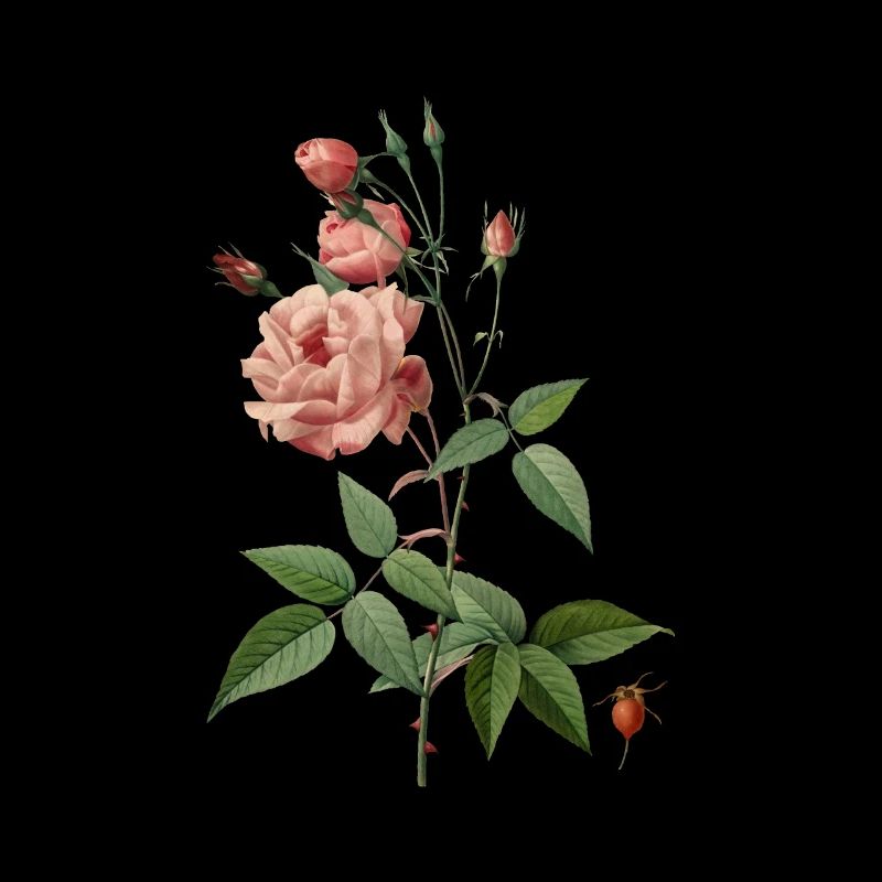 China Rose vintage botanical drawing