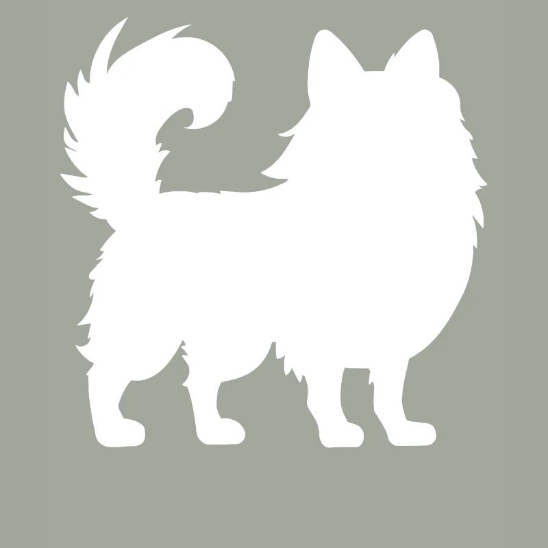 Pomeranian Zwergspitz