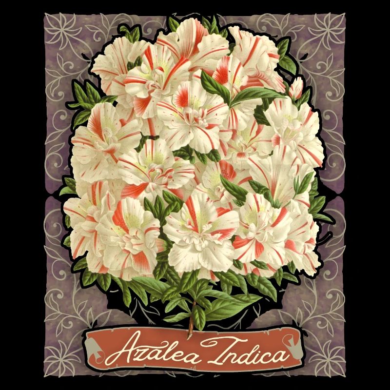 Azalea Indica vintage botanique rayé azalée