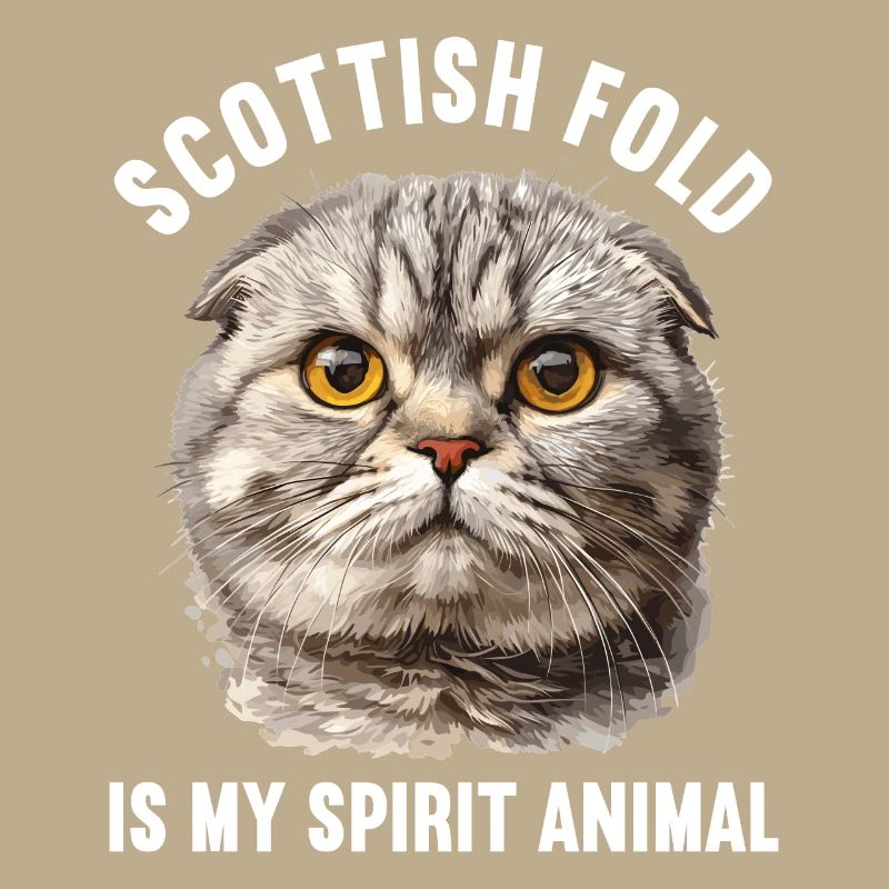 Scottish Fold Kitten Scottish Fold Cat