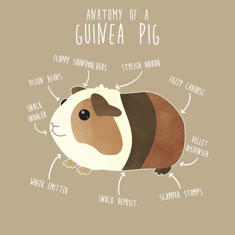 Anatomie des cochons d’Inde